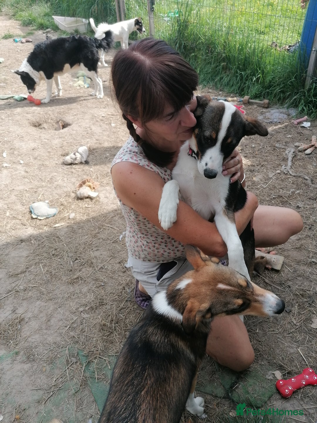 Mixed Breed dogs for adoption: 💖🐶 SESI 🐶💖 - Image 16