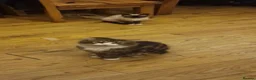 Mixed Breed cats for sale: 🐾 Gorgeous Mixed-Breed Kittens Ready Soon 🐾 - Advert 4