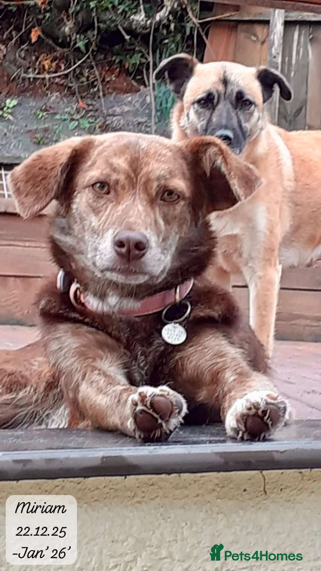 Mixed Breed dogs for adoption: Miriam, 14 months approx. Available for adoption.. - Advert 28