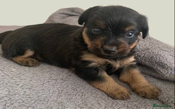 Mixed Breed dogs for sale: Two healthy beautiful male pups  - Image 5