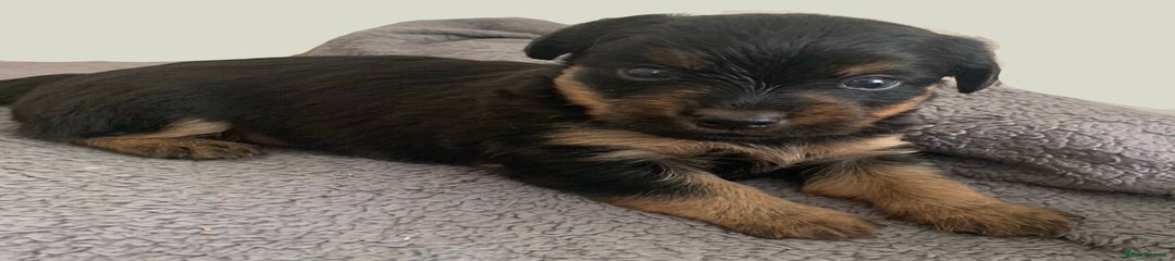 Puppy 2