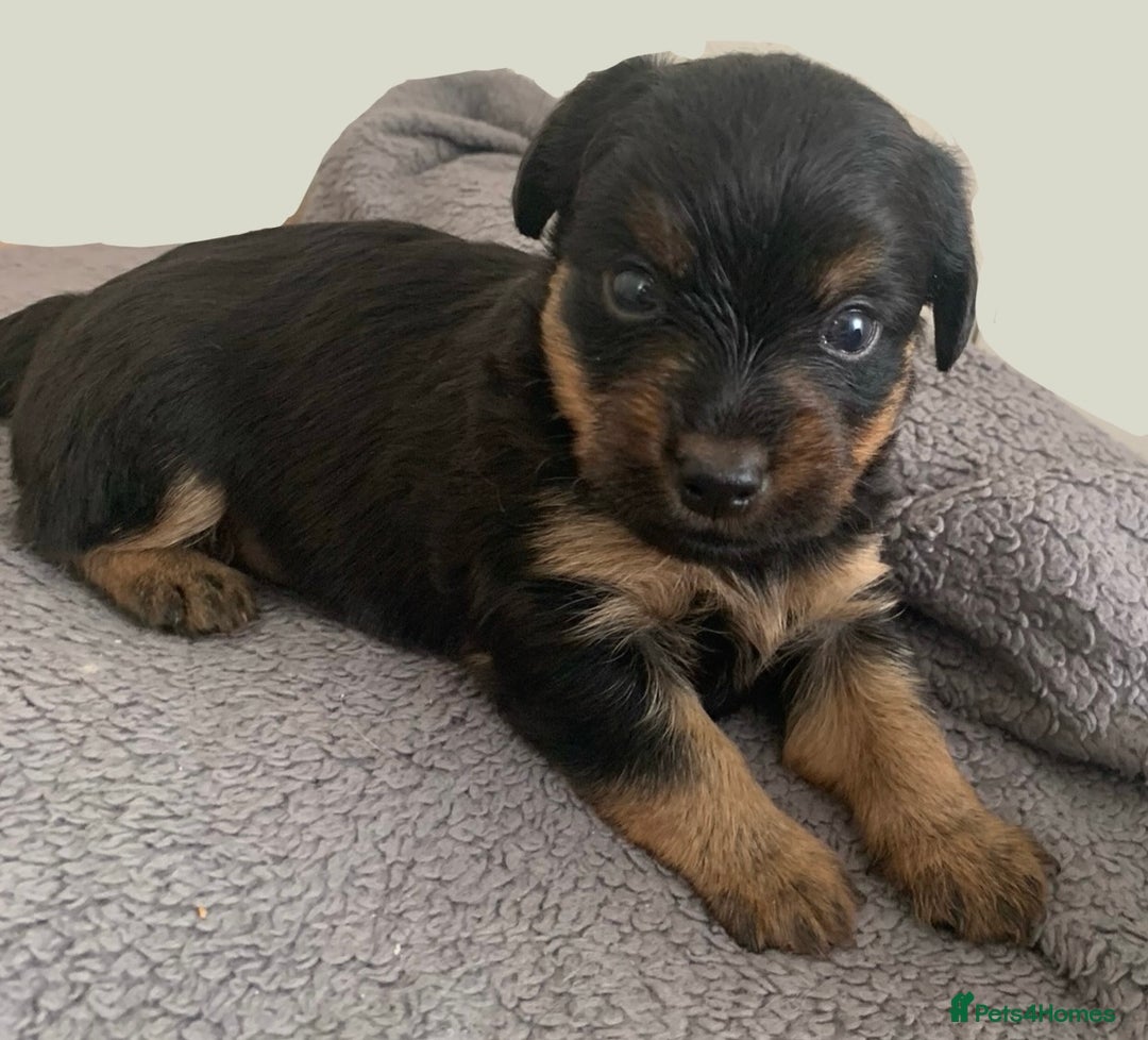 Mixed Breed dogs for sale: Two healthy beautiful male pups  - Image 5