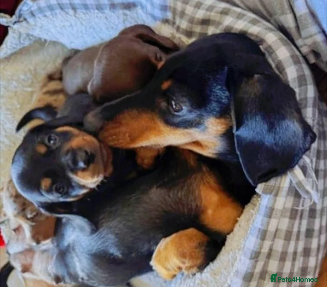 Miniature Dachshund dogs for sale: Beautiful miniature dachshund puppies - Advert 2