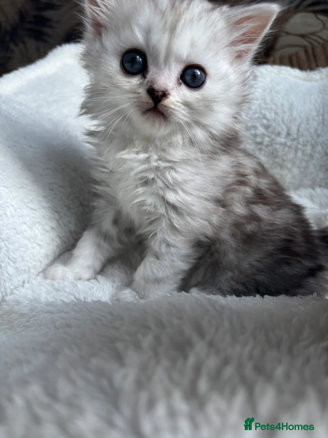 Persian cats for sale: Meet Riri the Persian chinchilla! in Oldham - Advert 2