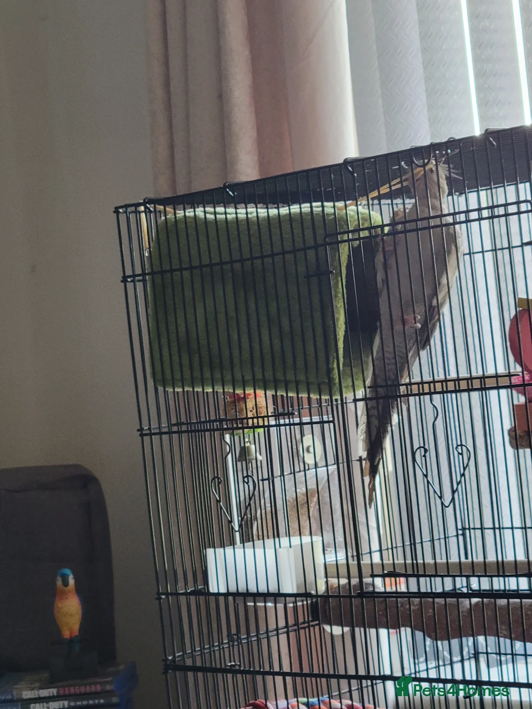 Cockatiels birds for sale: Cockatiel with cage - Advert 2