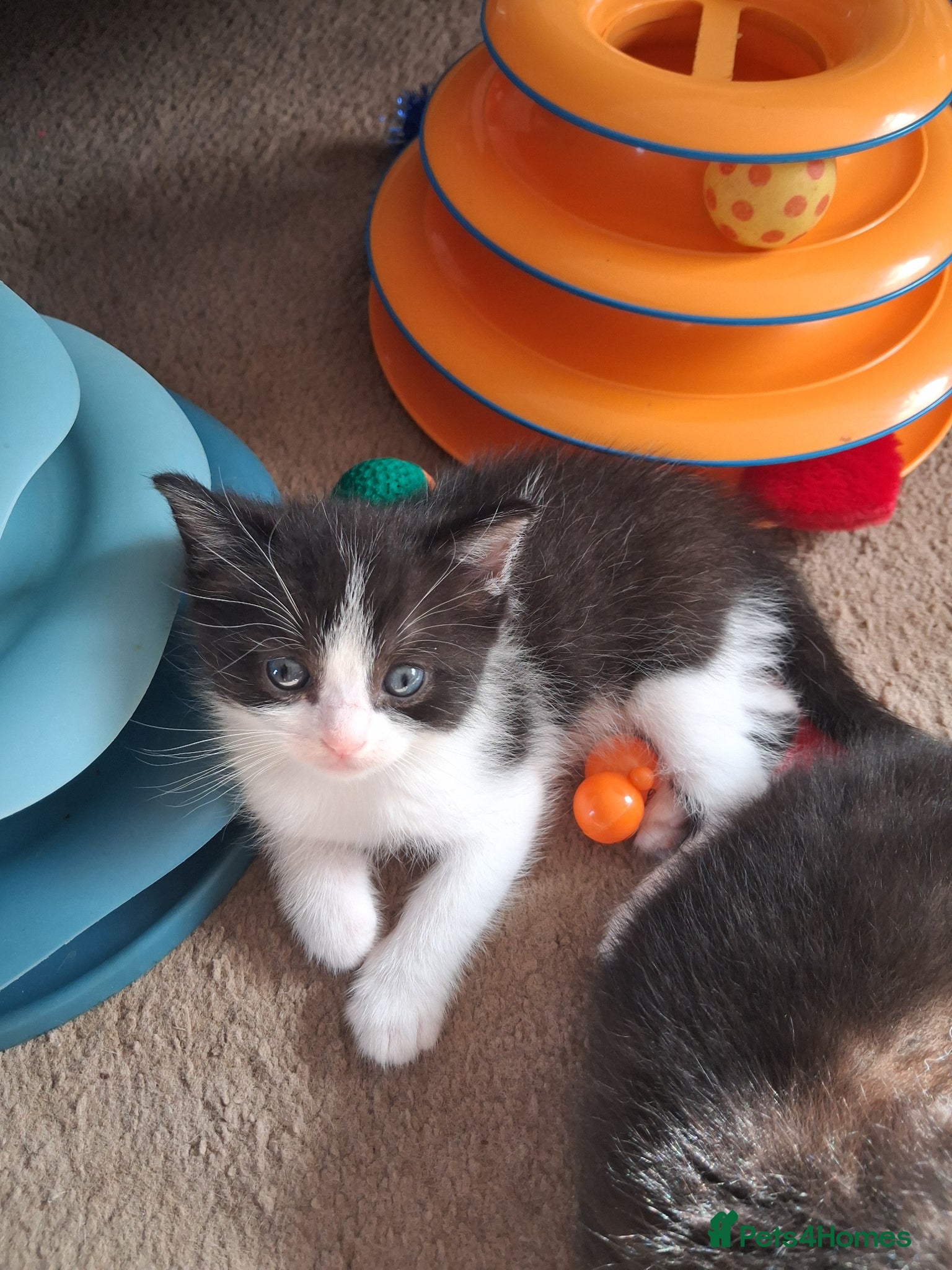 Ragdoll cats CUTE RAGDOLL KITTENS  - Advert 18