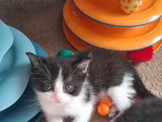 Ragdoll cats CUTE RAGDOLL KITTENS - Advert 18