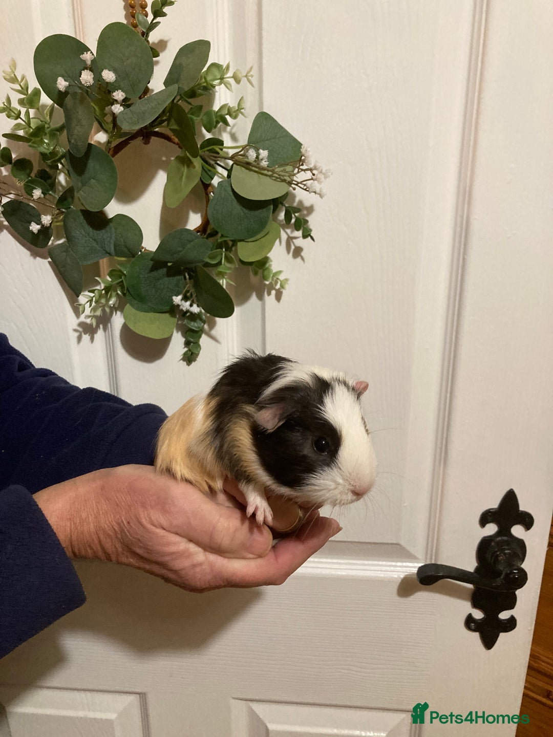 Guinea Pig rodents for sale: 5 gorgeous female Guinea pigs for sale - Advert 18