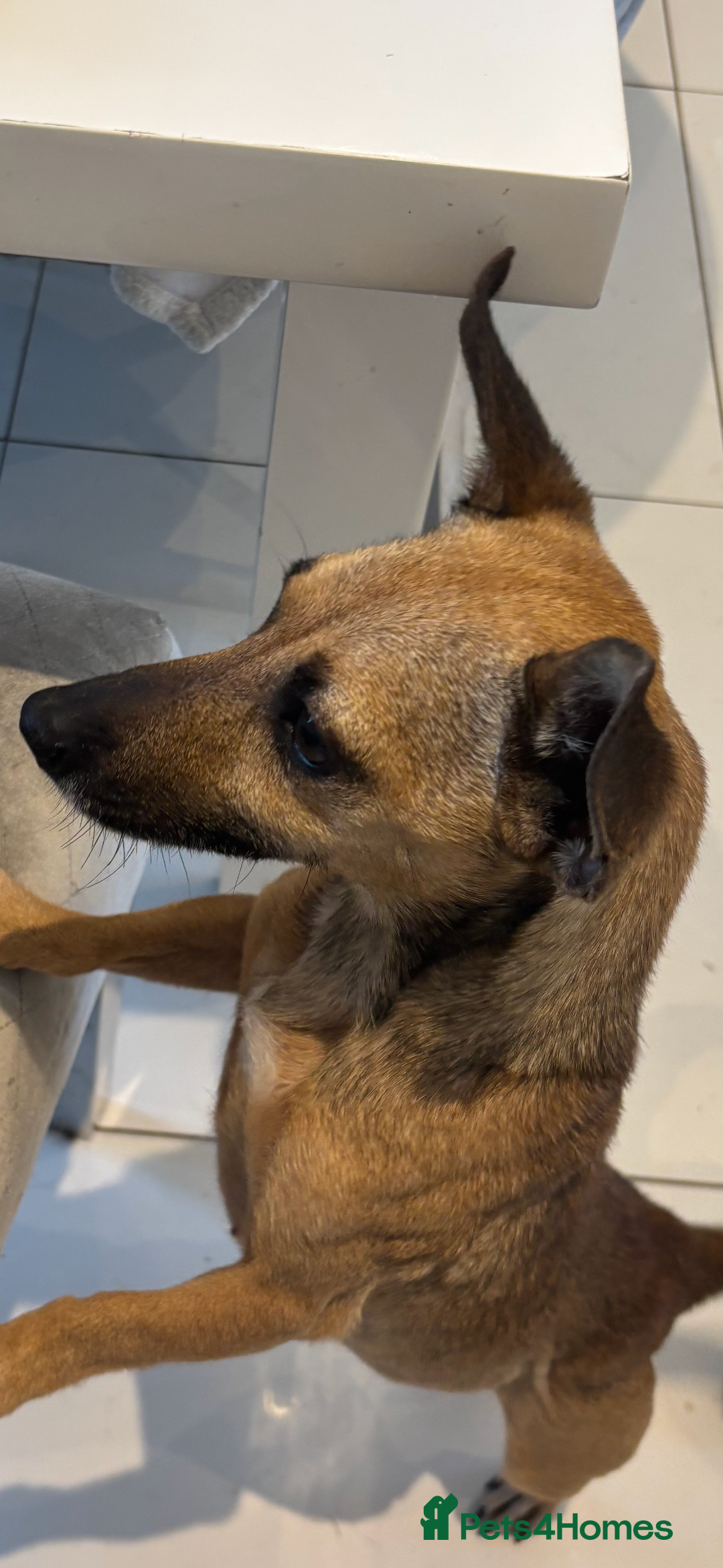 Jack Russell dogs for sale: Adorable Jack Russell puppies  - Advert 4