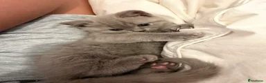 British Shorthair 1