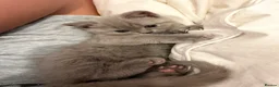 British Shorthair cats for sale: Lilac British Shorthair Girl - Advert 5