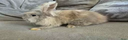 Lionhead rabbits for sale: Male lionhead - Advert 4