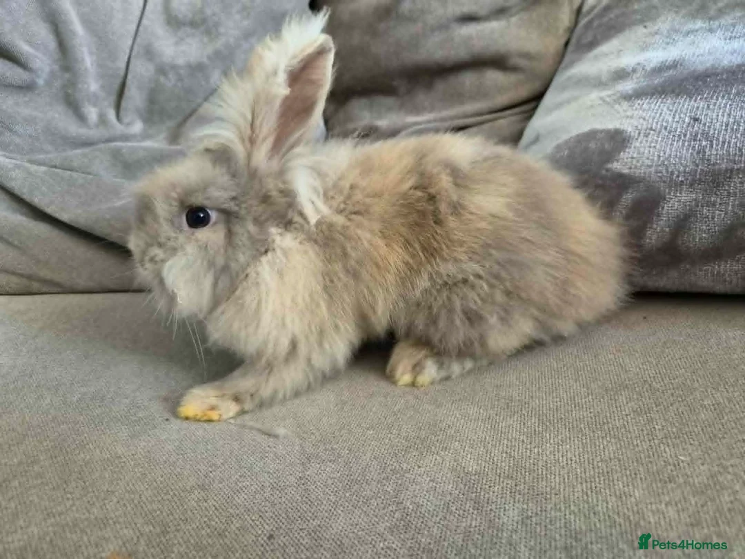Lionhead rabbits for sale: Male lionhead - Advert 4