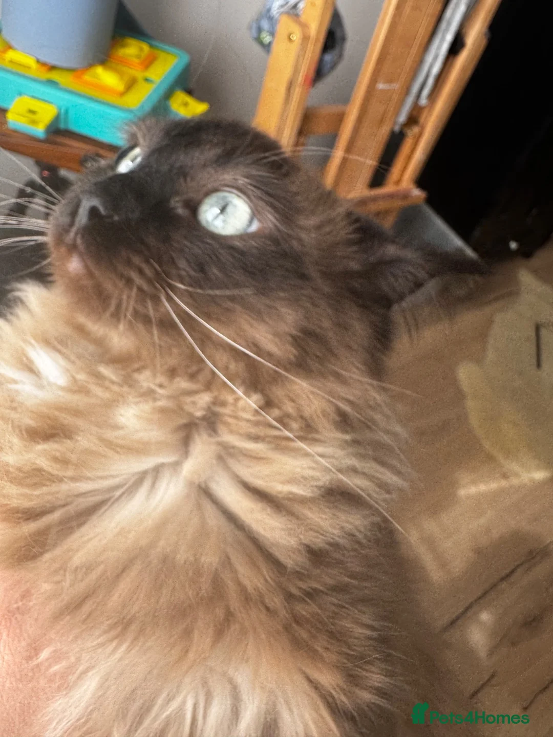 Ragdoll cats for sale: 2 year old ragdoll boy - Advert 2