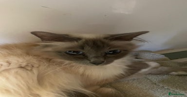 Ragdoll cats - Advert 5