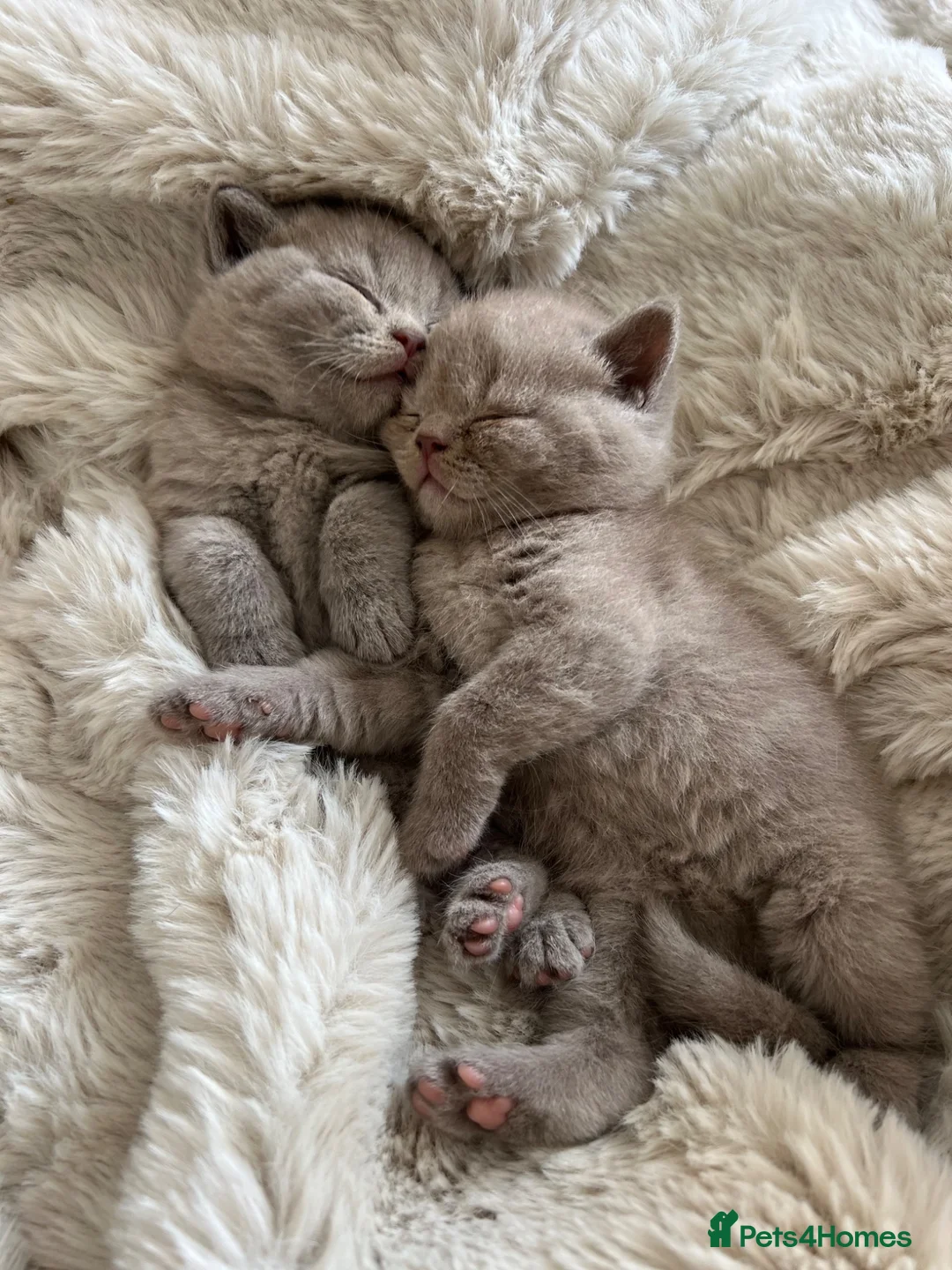 British Shorthair cats for sale: British Shorthair Lilac Boy for Sale ✨ - Advert 1