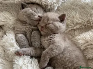 British Shorthair cats British Shorthair Lilac Boy for Sale ✨ - Advert 10