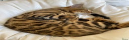 Bengal cats for stud: Handsome Bengal Boy Available for Stud in Nottingham - Advert 6