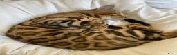 Bengal cats for stud: Handsome Bengal Boy Available for Stud in Nottingham - Advert 6