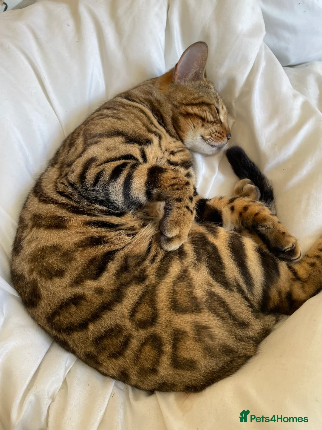 Bengal cats for stud: Handsome Bengal Boy Available for Stud in Nottingham - Advert 6