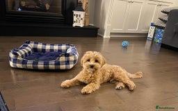 Maltipoo dogs for sale: Maltipoo boy puppy  - Image 2