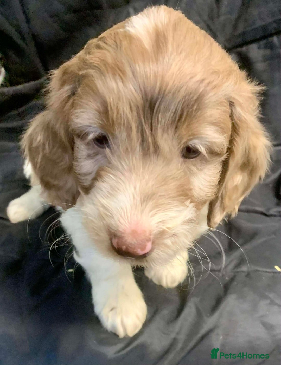 Cockapoo dogs for sale: F1 Cockapoo puppies ready now  - Advert 22