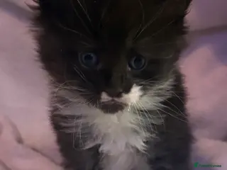 Maine Coon cats STUNNING MAINE COON BABIES - Advert 14