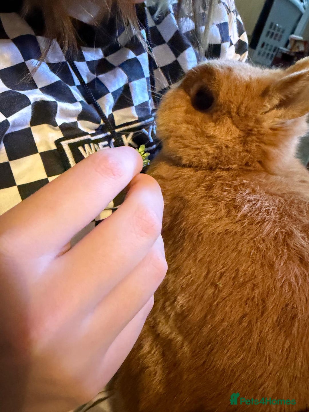 Netherland Dwarf rabbits for sale: Netherland dwarf rabbit  - Advert 5