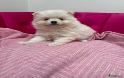 Pomeranian dogs for sale: READY 2nd August KC White Teddy Bear Poms - Image 28
