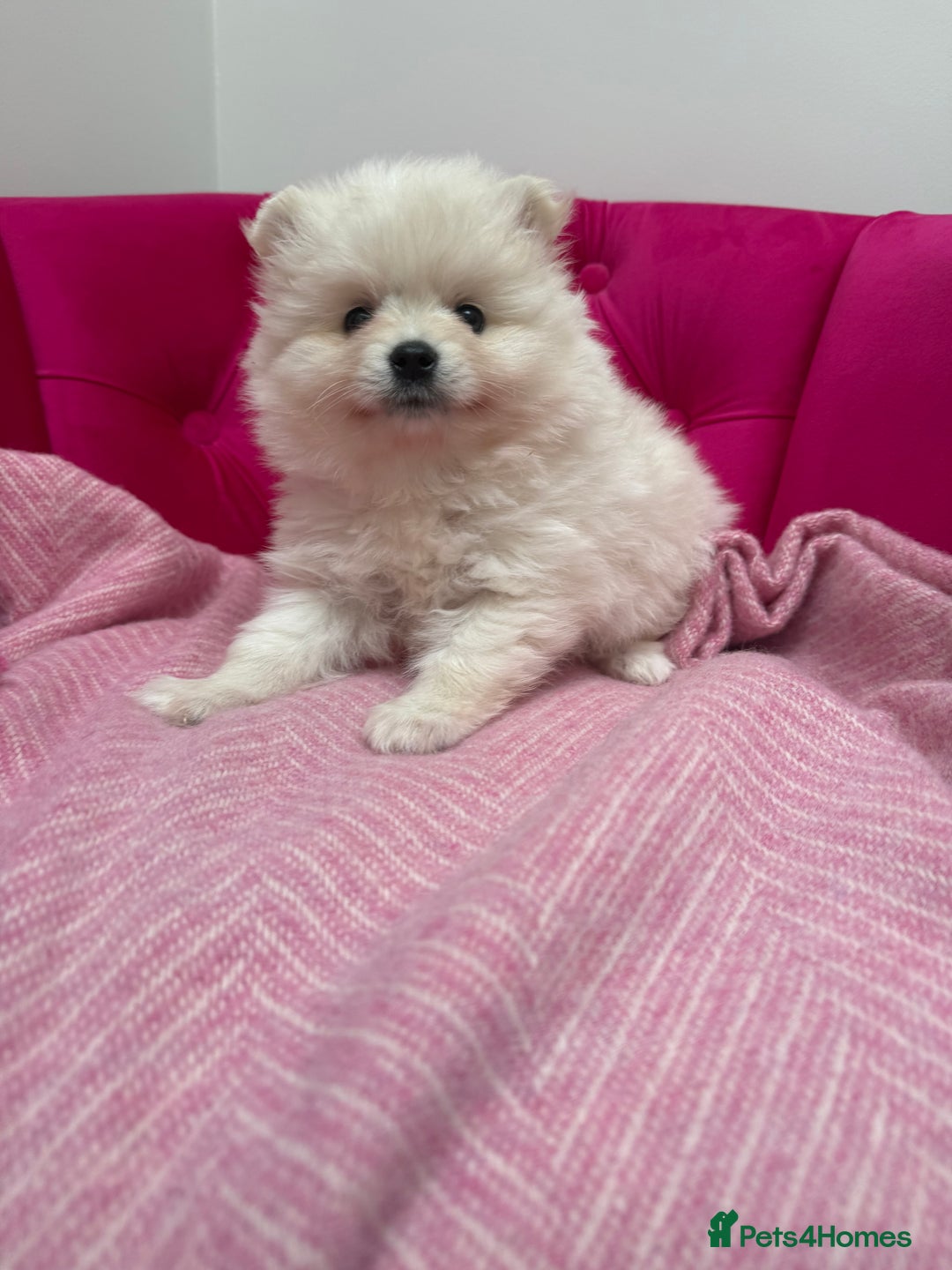 Pomeranian dogs for sale: READY 2nd August KC White Teddy Bear Poms - Image 28