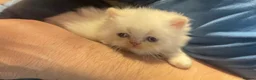 Persian cats for sale: Beautiful Blue Point Kittens - Advert 5