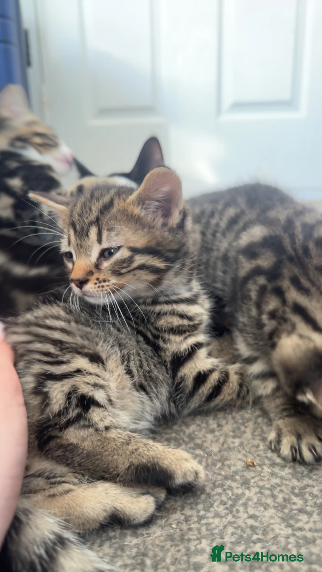 Mixed Breed cats for sale: Kittens  in Lytham Saint Annes - Advert 6