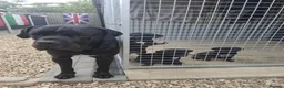 Cane Corso dogs for sale: CANE CORSO PUPPIES - Advert 23
