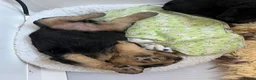 Mixed Breed dogs for sale: Airedoodles F1 airedale mum. Phantom poodle dad  - Advert 10