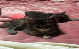 Maine Coon cats for sale: Beautiful Maine coon kittens  - Advert 11