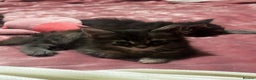 Maine Coon cats for sale: Maine coon kittens  - Advert 2