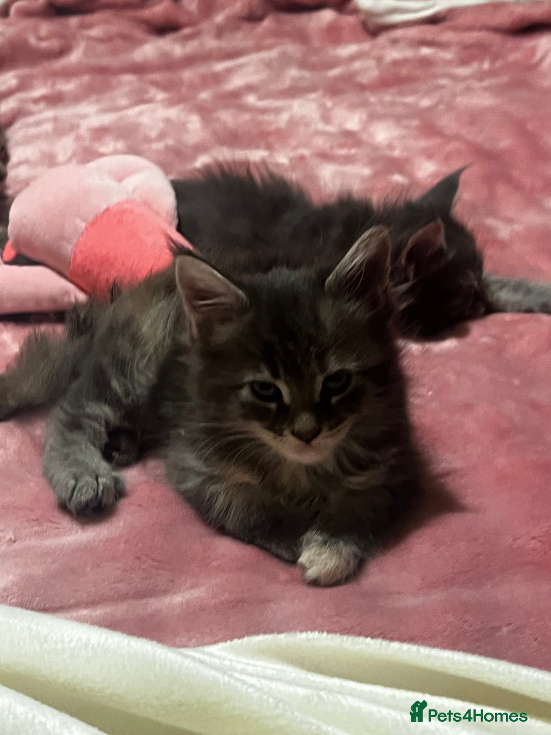 Maine Coon cats for sale: Beautiful Maine coon kittens  - Advert 11