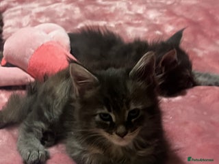 Maine Coon cats Maine coon kittens - Advert 1