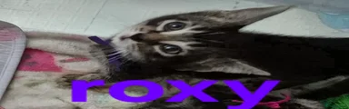 Roxy