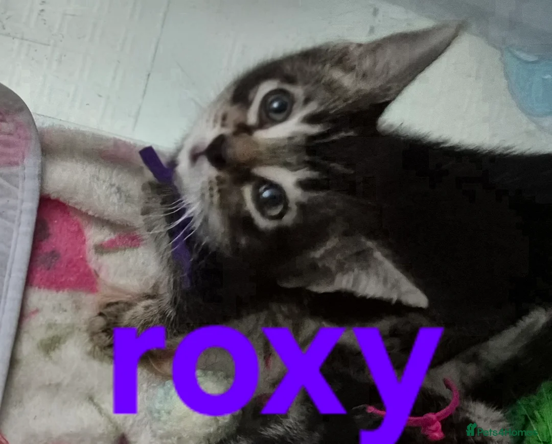 Mixed Breed cats for sale: Beautiful loved , healthy kitten's  in Bournemouth - Advert 2