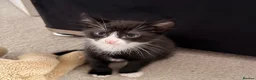 Domestic Shorthair cats for sale: 4 kittens for sale!  in Spalding - Advert 2