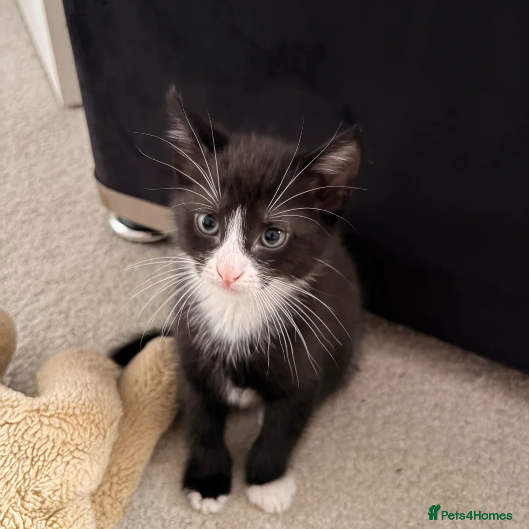 Domestic Shorthair cats for sale: 4 kittens for sale!  in Spalding - Advert 2