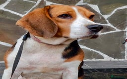 Beagle dogs for adoption: Mona - female Beagle - Image 3