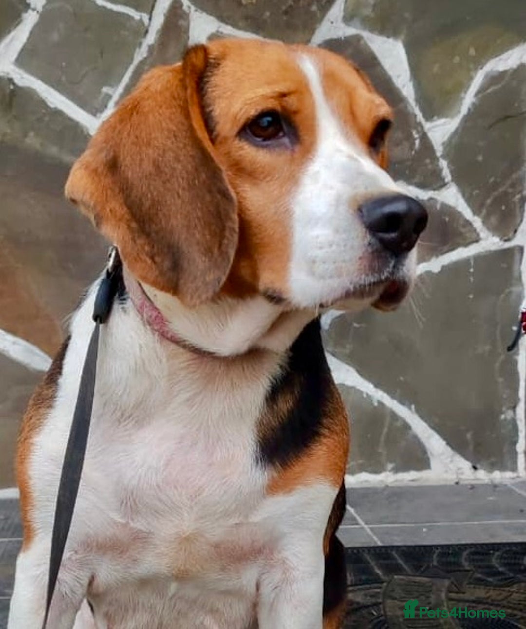 Beagle dogs for adoption: Mona - female Beagle - Image 3