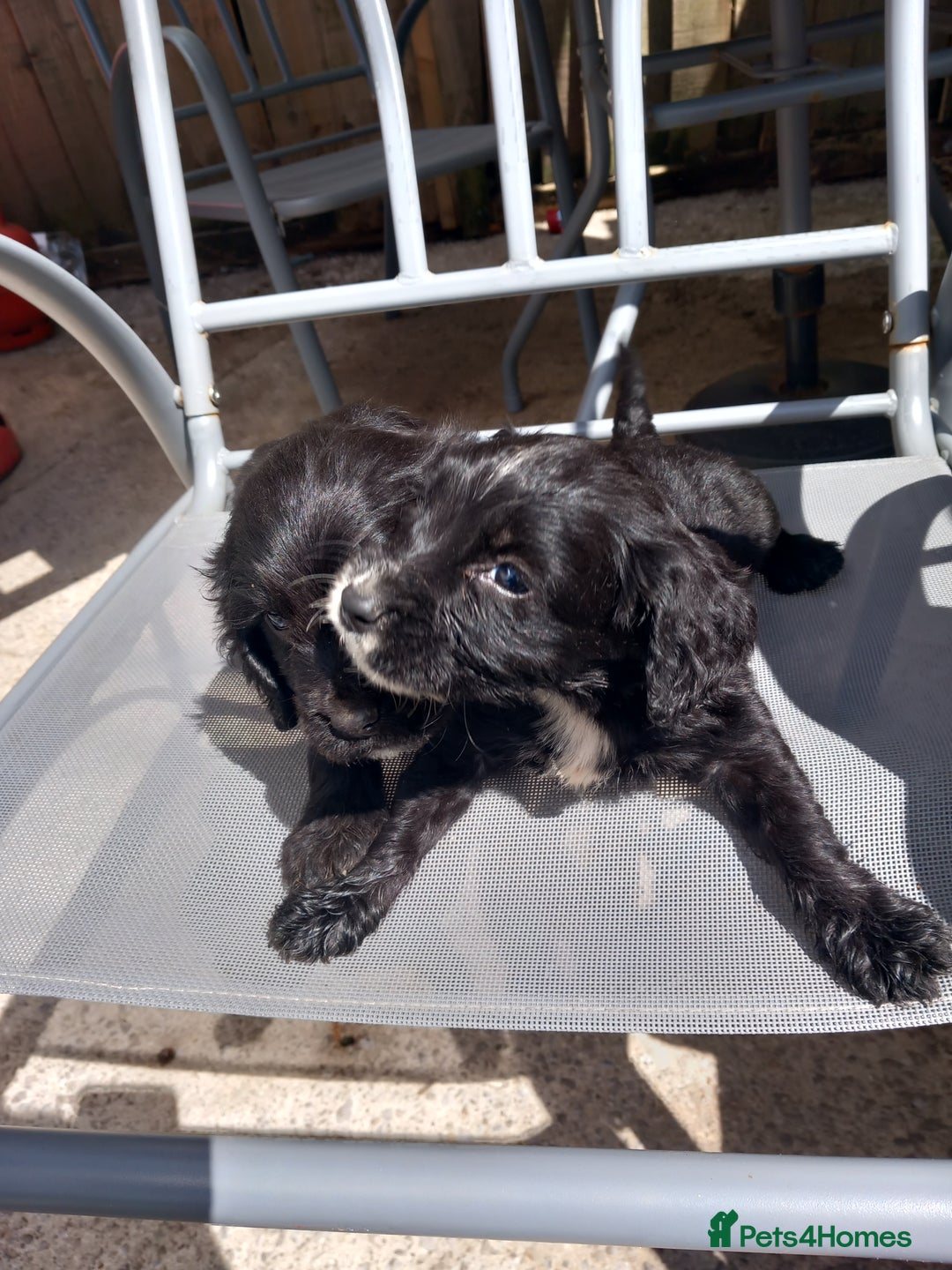 Cocker Spaniel dogs for sale: Cocker spanel  - Image 8
