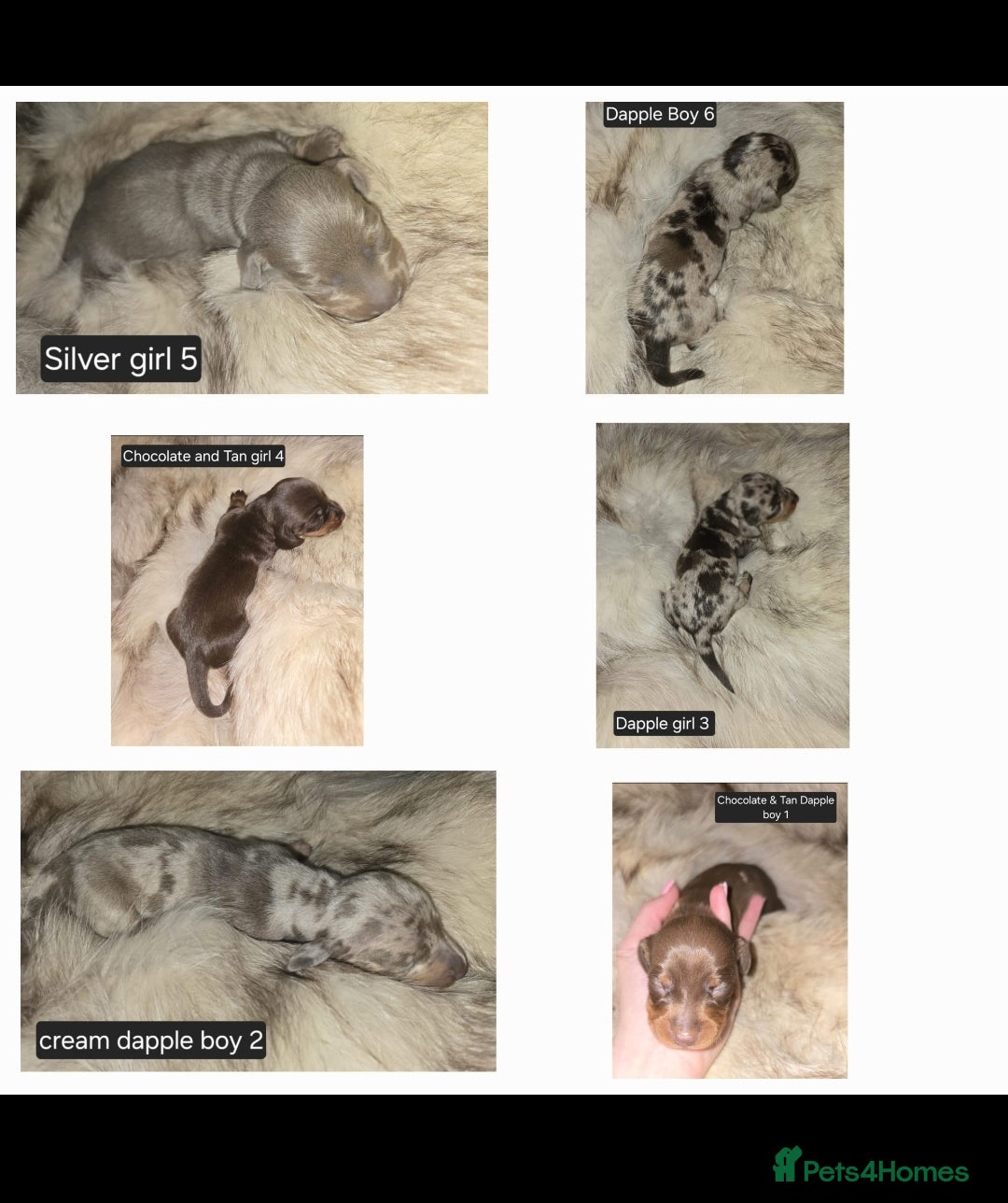 Miniature Dachshund dogs for sale: 👑🐾KC Champion Bloodline Dapples🐾👑 - Advert 5