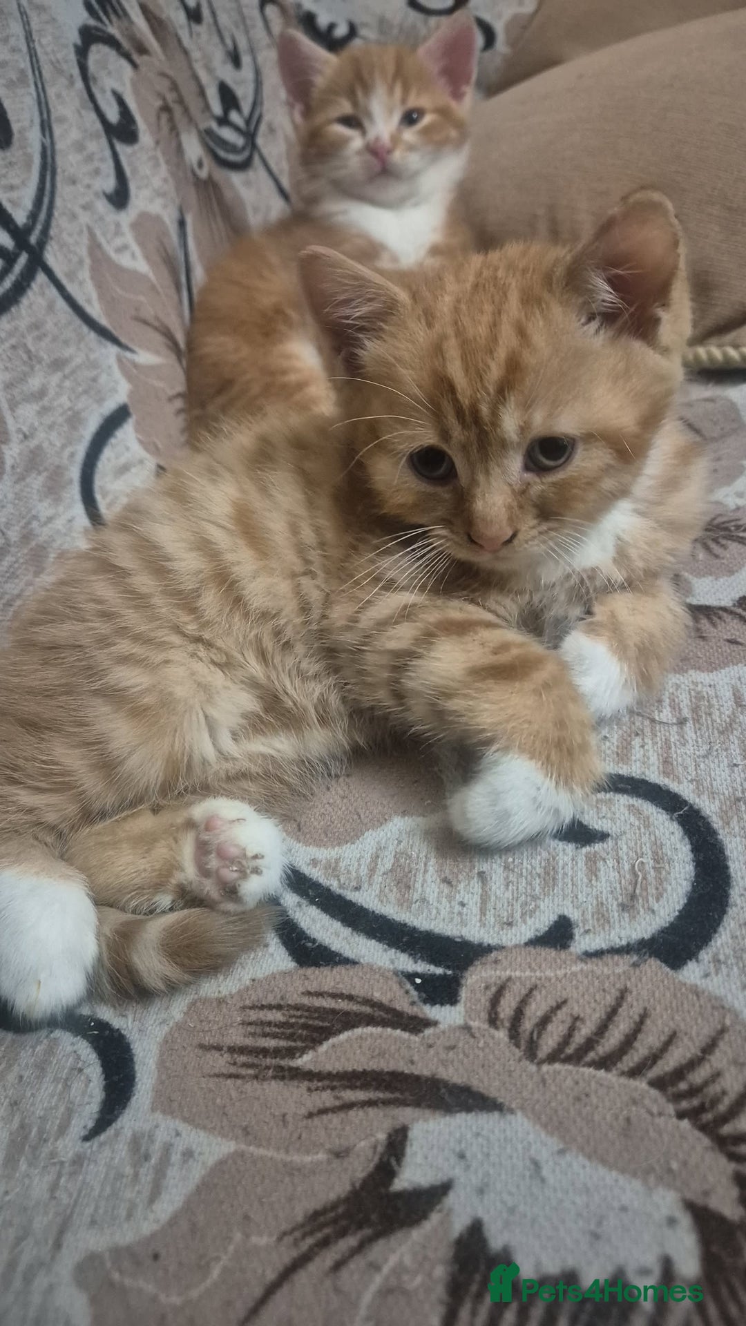 Mixed Breed cats for sale: Half British shorthair kittens - Advert 3