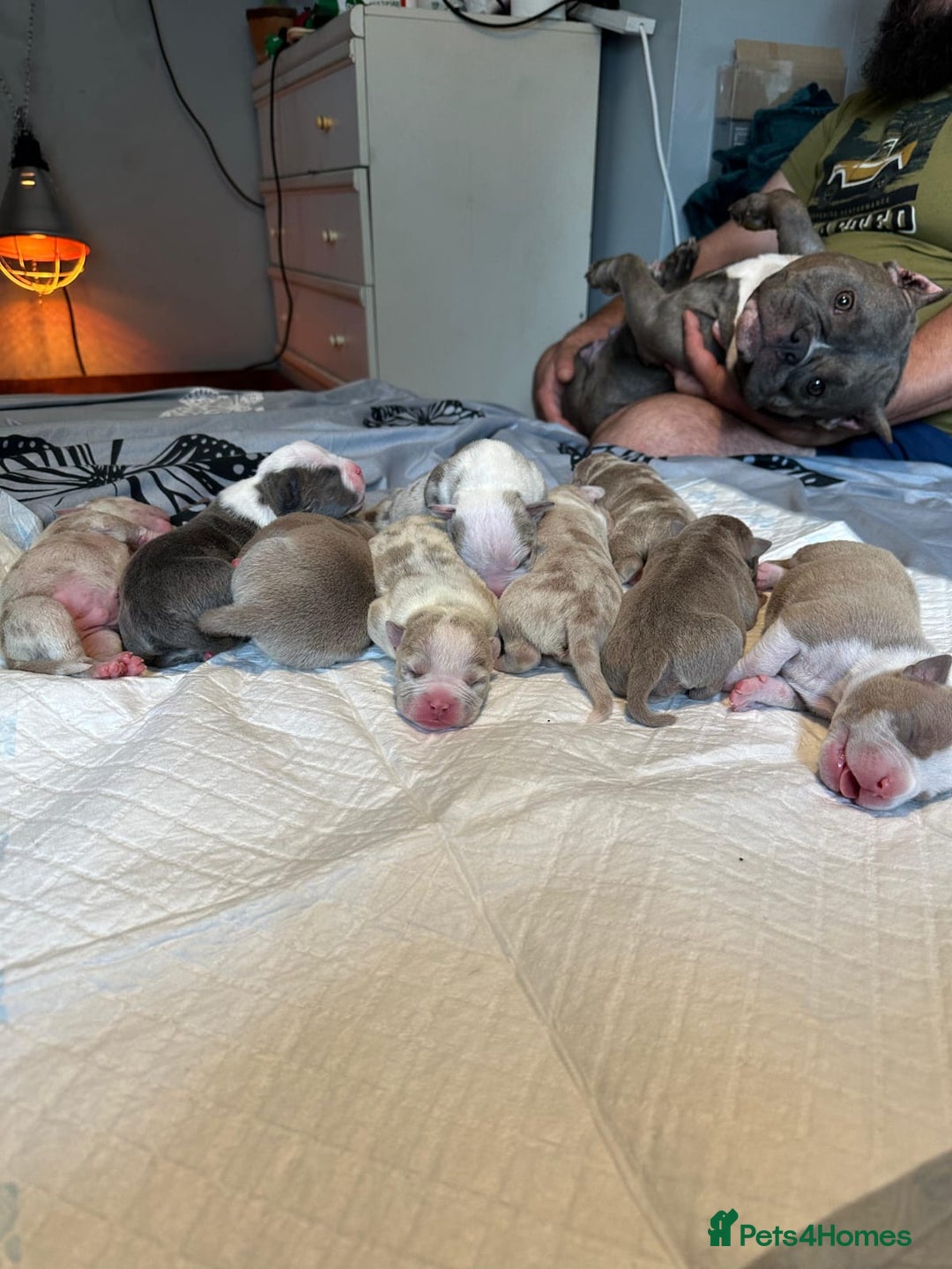 American Bully dogs for sale: 🐾 ABKC Registered Micro/Pocket Bully Puppies! 🐾 - Image 1