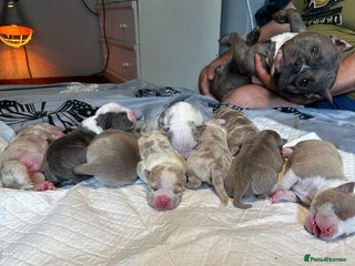 American Bully dogs - Advert 23