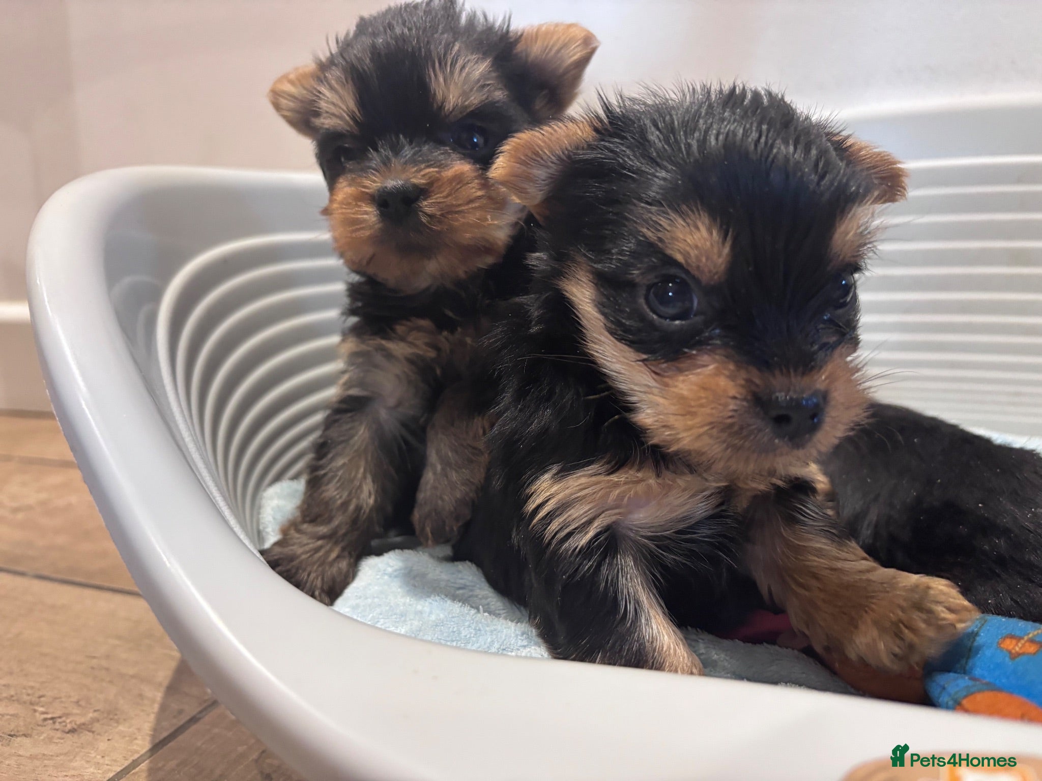 Yorkshire Terrier dogs 2 FEMALES ONLY-Yorkshire Terrier Puppies - Advert 2